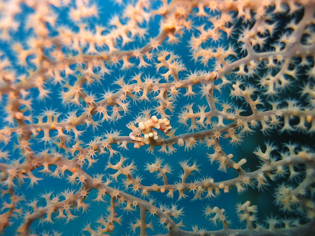 You Need a Magnifying Glass for These Seahorses