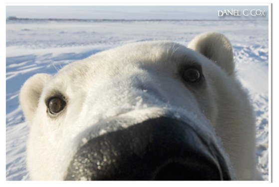 Grolar Bears and Pizzlies…