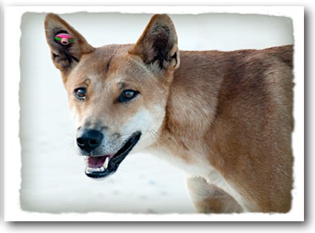 Warrigals and World Records