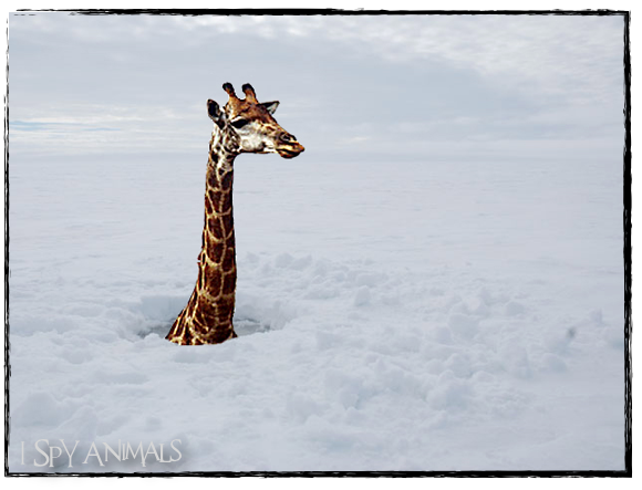 The Endangered Snow Giraffe