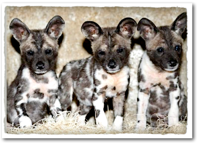 Name That Dog….a Little Test